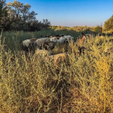 Targeted grazing for fire prevention and ecosystem restoration